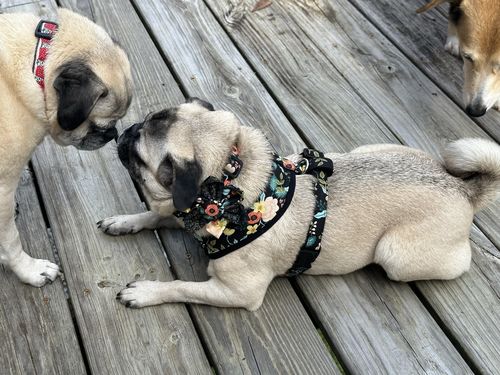 Customer photo review of Dog collar - Birch Black