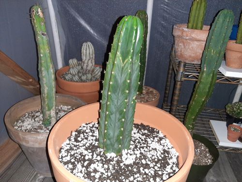 Customer photo review of San Pedro Cactus | Large | Echinopsis pachanoi