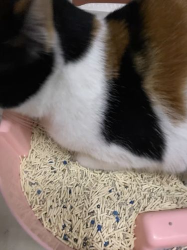 Customer photo review of Michu Mixed Tofu Cat Litter, Heavy Duty Flushable Kitty Litter