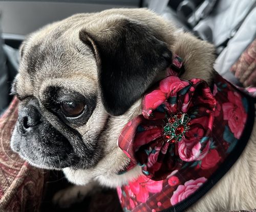 Customer photo review of Christmas dog collar with flower - roses and plaid