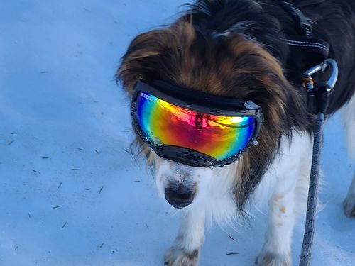Customer photo review of Adult Canine Food Bars: Beef and Chicken Recipe - CASE