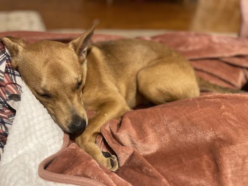 Customer photo review of Waterproof Splash Blanket™️ - Rose Quartz Quilted Fleece