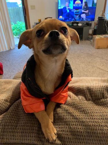 Customer photo review of Cozy Puffer Jacket