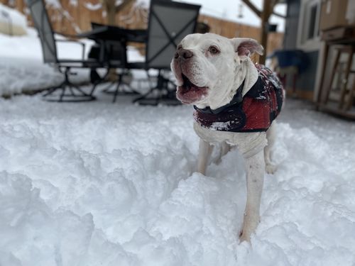 Customer photo review of Black Collar - Recycled Ripstop