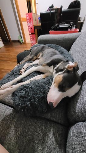 Customer photo review of Calming Couch Bed