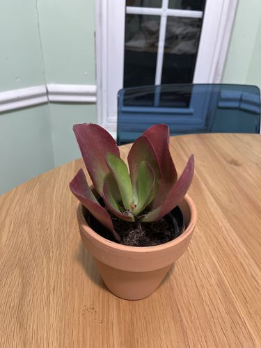 Customer photo review of Dragonfire | Kalanchoe Dragonfire