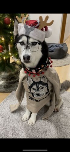 Customer photo review of Portrait Only Pet Custom Sweater