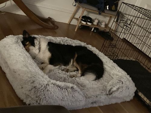 Customer photo review of PaWz Pet Orthopaedic Bed