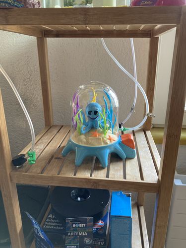 Customer photo review of Aqua Dragons Sea Friends Octopus Garden tank with bubble pump