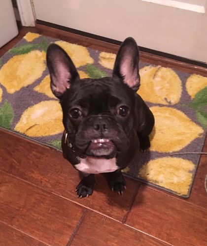 Customer photo review of Adult Canine Food Bars: Beef and Chicken Recipe - BULK BAG