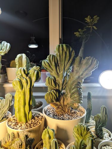 Customer photo review of Blue Candle Crest Cactus | 10 inch pot | Myrtillocactus geometrizans cristata