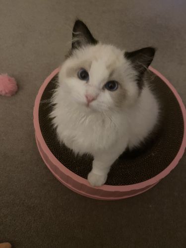 Customer photo review of Round Double Layer 3 In 1 Cat Scratching Pad Toy Scratcher