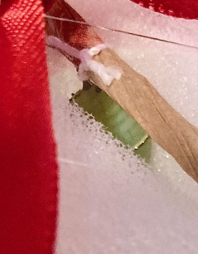 Customer photo review of Holiday Live Monarch Butterfly Chrysalis Box (Pre-order)