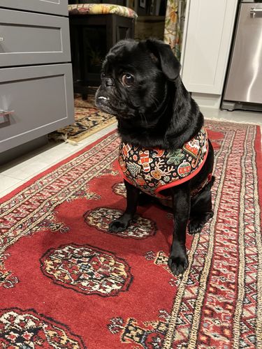 Customer photo review of Christmas gingerbread dog harness vest/ cute girl boy dog harness