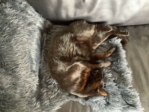Customer photo review of Matching Calming Blanket