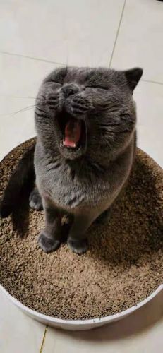 Customer photo review of Michu Mixed Tofu Cat Litter, Heavy Duty Flushable Kitty Litter