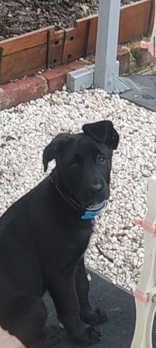 Customer photo review of Collier Anti Aboiement PuppySafe