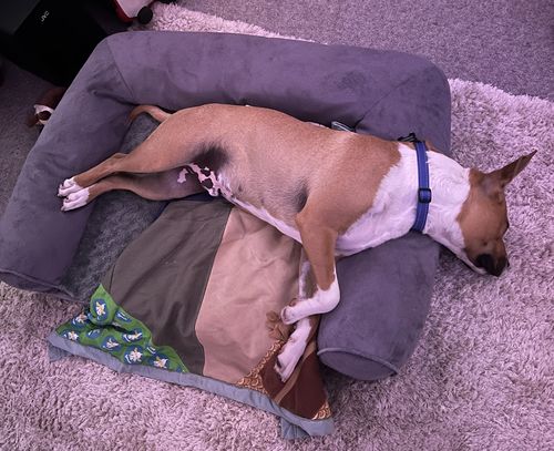 Customer photo review of PaWz Pet Sofa Bed