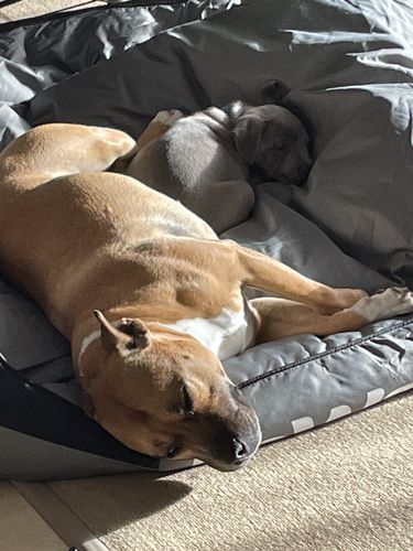 Customer photo review of PaWz waterproof heavy-duty bed