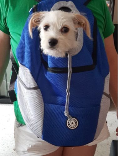 Customer photo review of 🔥LAST DAY 50% OFF🔥2022 Summer Breathable Dog Backpack