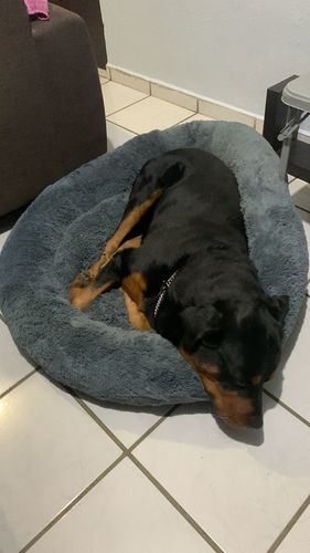 Customer photo review of Cama Antiestrés Para Perros