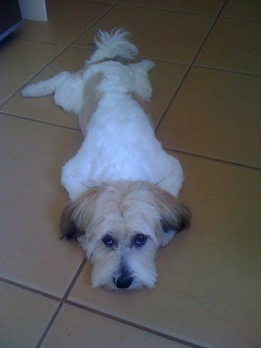 Customer photo review of DoggieBalm Natural Manuka & Hemp Shampoo and Conditioner