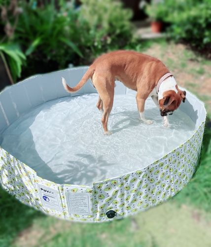 Customer photo review of PaWz Pet Portable Outdoor Swimming Pool and Bath Tub