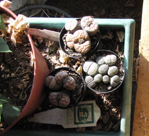 Customer photo review of Lithops | Living Stones