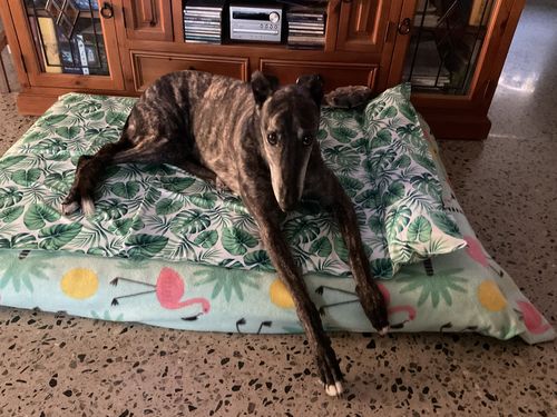Customer photo review of PaWz Dog Summer Cooling Mat