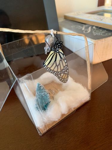 Customer photo review of Holiday Live Monarch Butterfly Chrysalis Box (Pre-order)