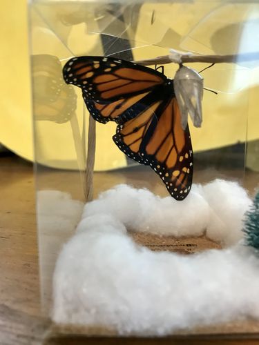 Customer photo review of Holiday Live Monarch Butterfly Chrysalis Box (Pre-order)