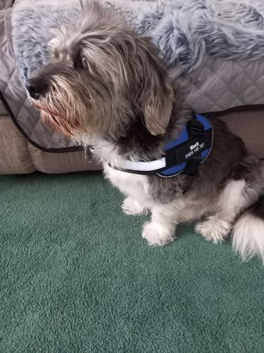 Customer photo review of No Pull Dog Harness Australia