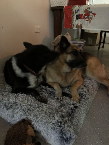 Customer photo review of PaWz Memory Foam Multimat