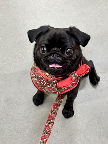 Customer photo review of Christmas medallion floral dog harness vest/ girl boy retro flower dog harness