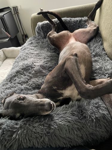 Customer photo review of Calming Couch Bed