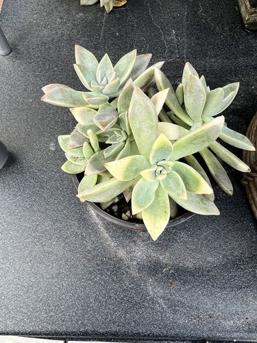 Customer photo review of Ghost Plant Variegated | Graptopetalum Paraguayense Variegata