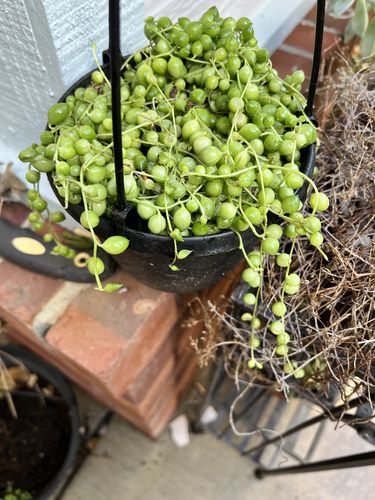 Customer photo review of String of Pearls | Senecio Rowleyanus