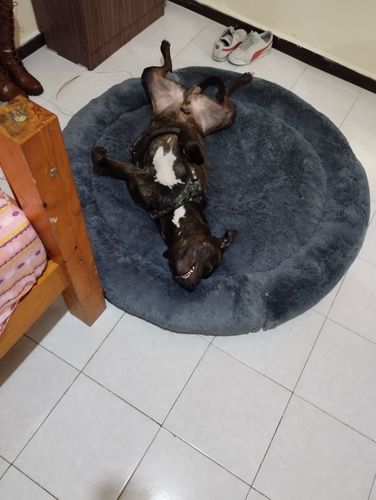 Customer photo review of Cama Antiestrés Para Perros