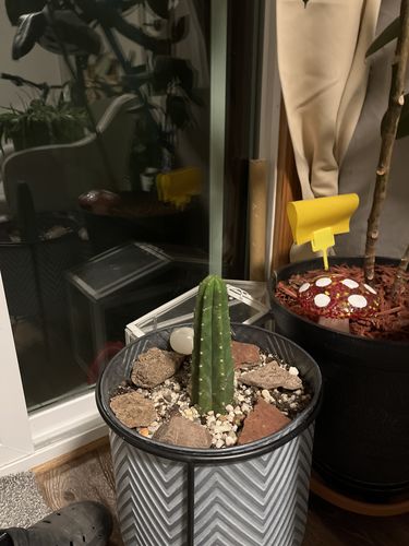 Customer photo review of San Pedro Cactus | Echinopsis pachanoi