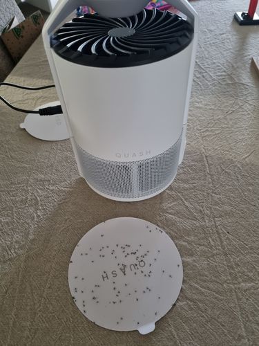 Customer photo review of Quash Glue Pad Refill 10 pack