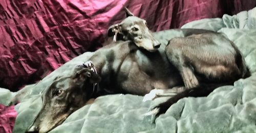 Customer photo review of Hemp Seed Oil for Dogs (200ml)