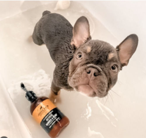 Customer photo review of DoggieBalm Natural Manuka & Hemp Shampoo and Conditioner