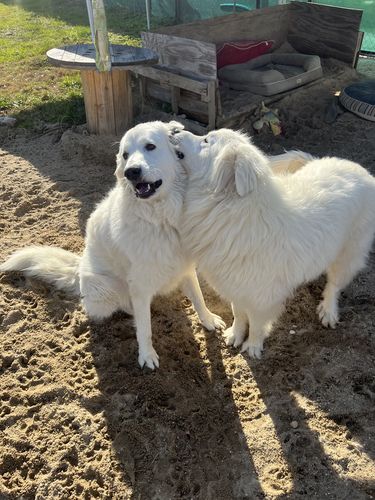 Customer photo review of BarkWise™ Complete