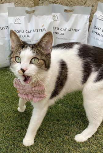 Customer photo review of Michu Natural Clumping Tofu Cat Litter 2.5kg/6L