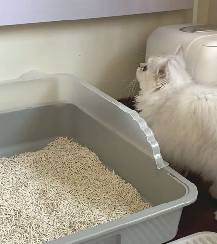 Customer photo review of Michu Natural Clumping Tofu Cat Litter 2.5kg/6L