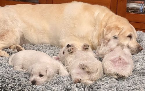Customer photo review of PaWz Memory Foam Multimat