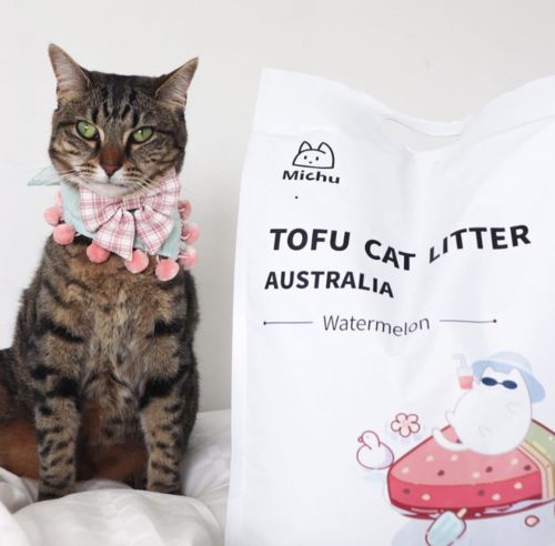 Customer photo review of Michu Natural Clumping Tofu Cat Litter 2.5kg/6L