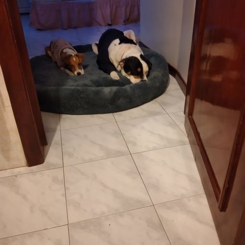 Customer photo review of Cama Antiestrés Para Perros