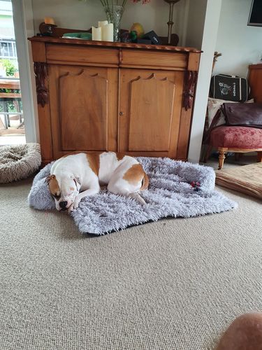 Customer photo review of Calming Couch Bed
