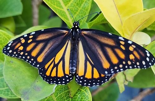 Customer photo review of Classic Live Monarch Butterfly Chrysalis Box